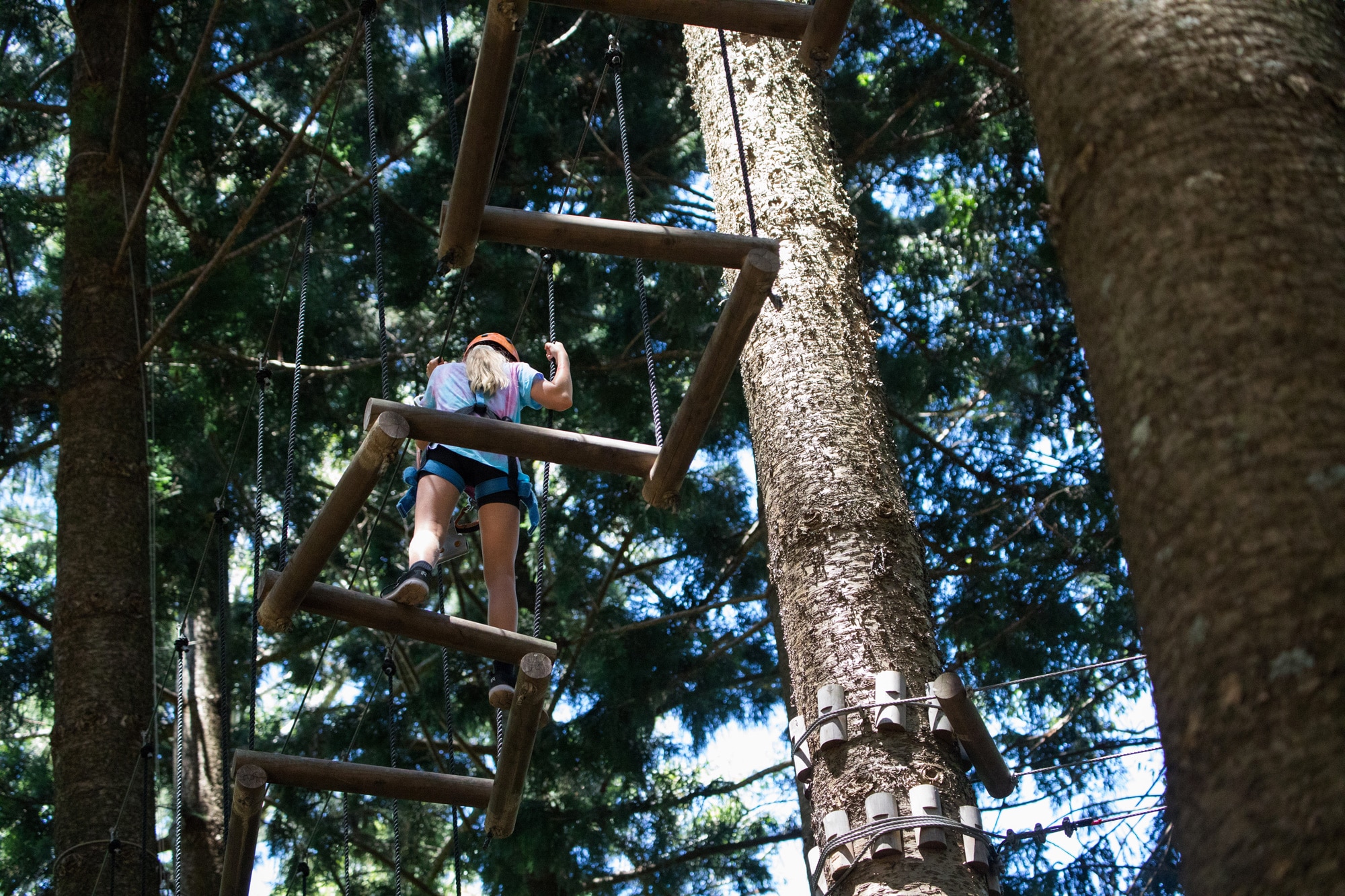 tree-climbing-Q86QGEL